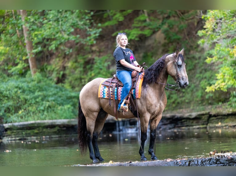 American Quarter Horse Wałach 8 lat Jelenia in North Bloomfield