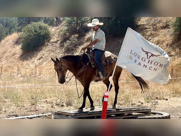 American Quarter Horse Wałach 8 lat Jelenia in Tres Pinos