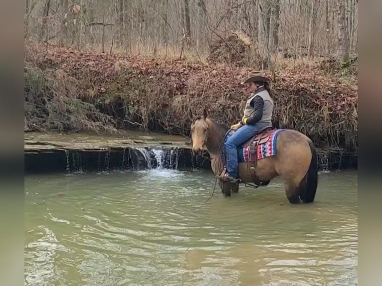 American Quarter Horse Wałach 8 lat Jelenia in Robards