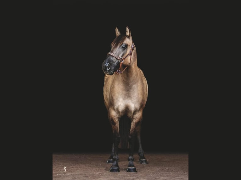 American Quarter Horse Wałach 8 lat Jelenia in Dallas PA