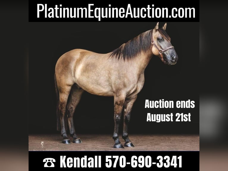 American Quarter Horse Wałach 8 lat Jelenia in Dallas PA