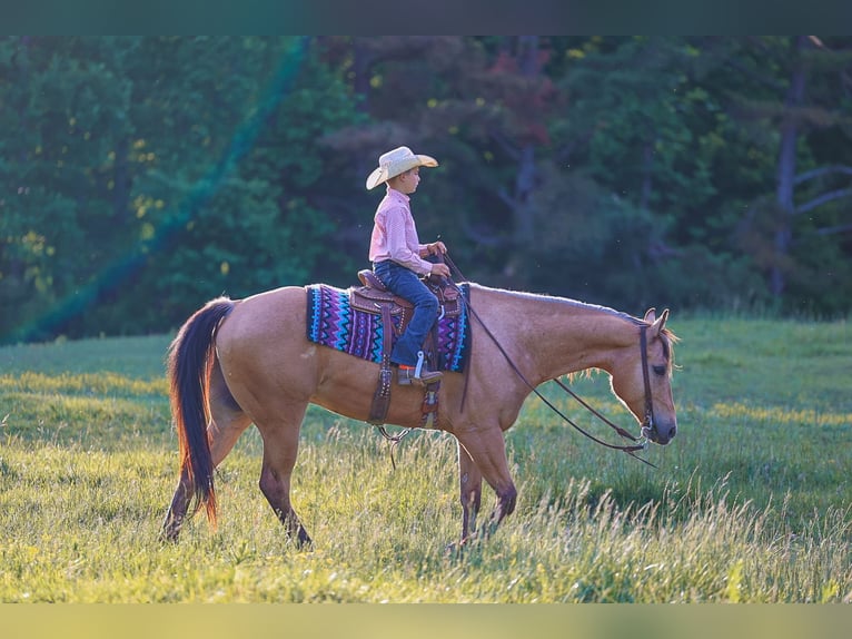 American Quarter Horse Wałach 8 lat Jelenia in Lyles