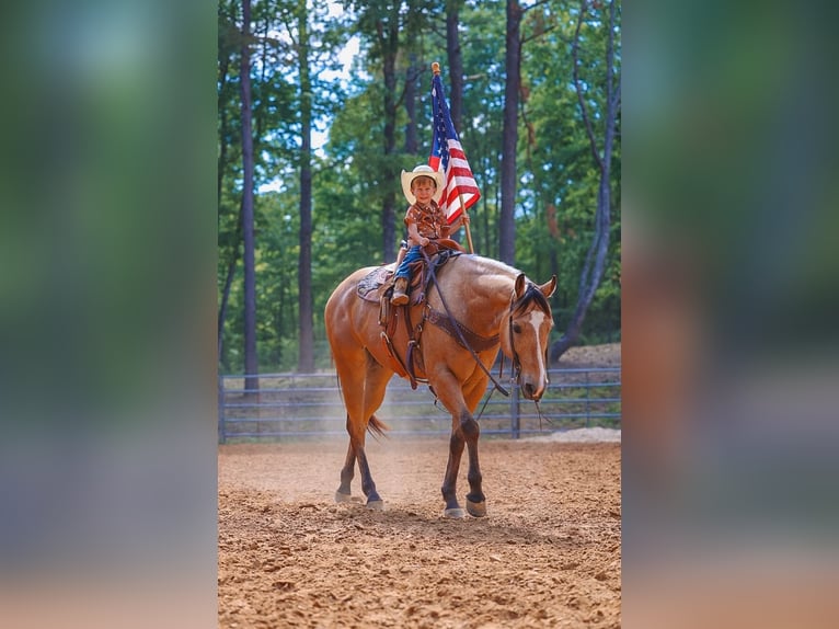 American Quarter Horse Wałach 8 lat Jelenia in Lyles