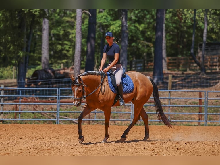 American Quarter Horse Wałach 8 lat Jelenia in Lyles