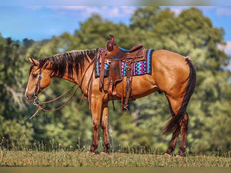 American Quarter Horse Wałach 8 lat Jelenia in Lyles