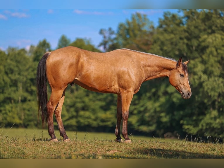 American Quarter Horse Wałach 8 lat Jelenia in Lyles