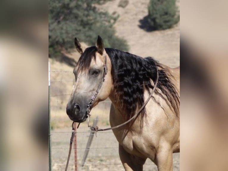 American Quarter Horse Wałach 8 lat Jelenia in Paicines CA