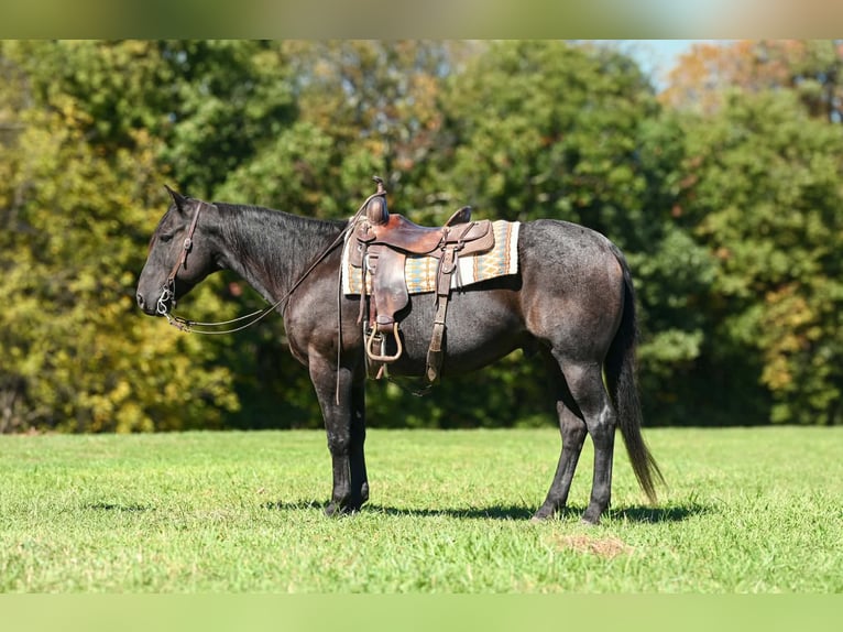 American Quarter Horse Wałach 8 lat Karodereszowata in Clearville
