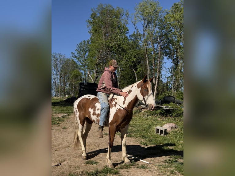 American Quarter Horse Wałach 8 lat Tobiano wszelkich maści in Pearisburg