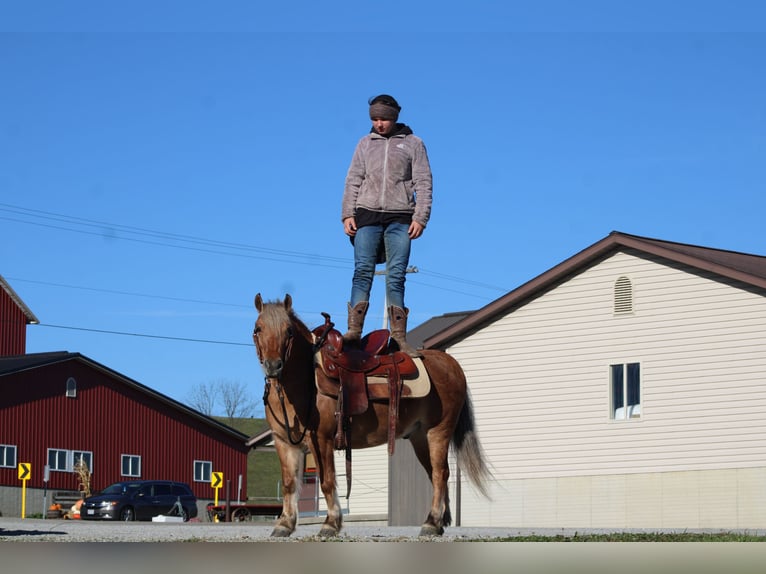 American Quarter Horse Mix Wałach 9 lat 132 cm Jelenia in Millersburg