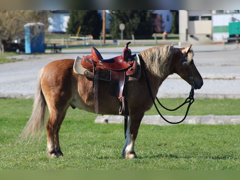American Quarter Horse Mix Wałach 9 lat 132 cm Jelenia in Millersburg