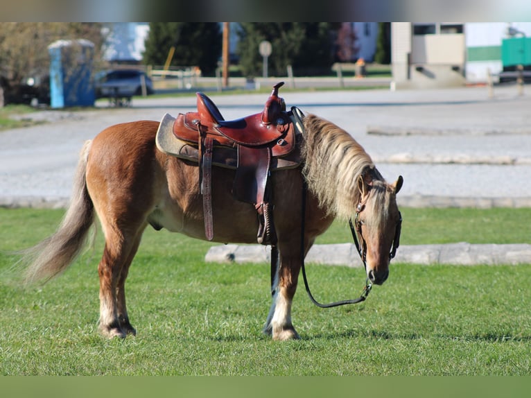 American Quarter Horse Mix Wałach 9 lat 132 cm Jelenia in Millersburg