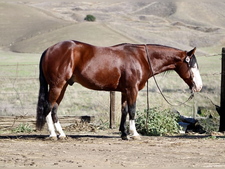 American Quarter Horse Wałach 9 lat 137 cm Gniada in Paicines CA