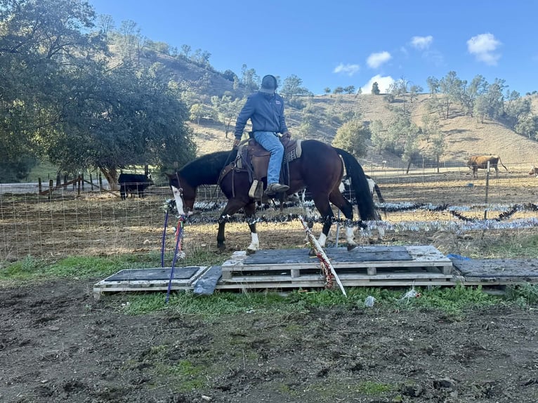 American Quarter Horse Wałach 9 lat 137 cm Gniada in Paicines CA