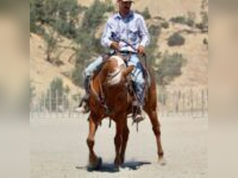 American Quarter Horse Wałach 9 lat 140 cm Izabelowata in Afton WY