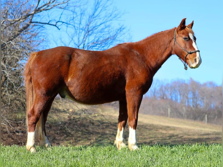 American Quarter Horse Wałach 9 lat 142 cm Cisawa in Culleoka