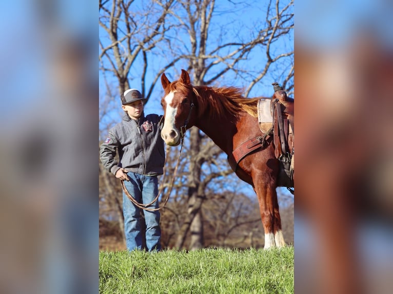 American Quarter Horse Wałach 9 lat 142 cm Cisawa in Culleoka