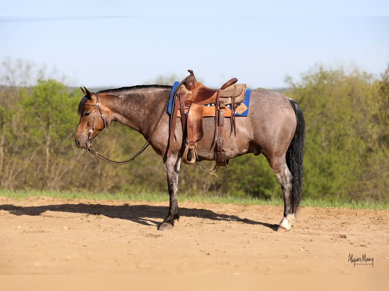 American Quarter Horse Wałach 9 lat 142 cm Jelenia in Bellevue