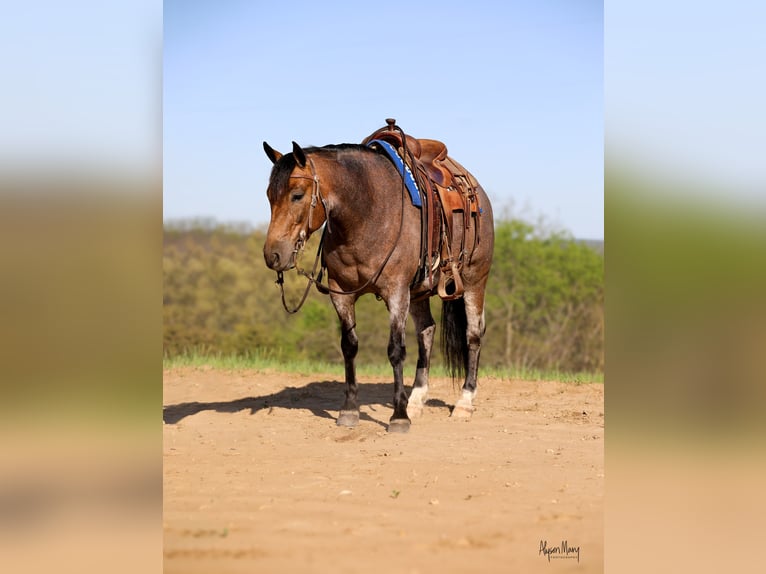 American Quarter Horse Wałach 9 lat 142 cm Jelenia in Bellevue