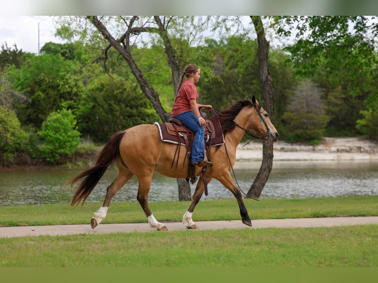 American Quarter Horse Mix Wałach 9 lat 142 cm Jelenia in Terrell