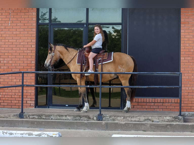 American Quarter Horse Mix Wałach 9 lat 142 cm Jelenia in Terrell