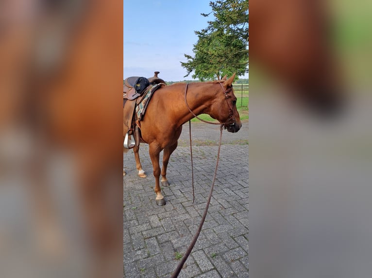 American Quarter Horse Wałach 9 lat 142 cm Kasztanowata in Uplengen