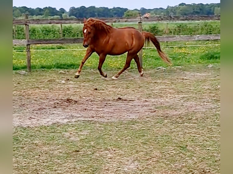 American Quarter Horse Wałach 9 lat 142 cm Kasztanowata in Uplengen
