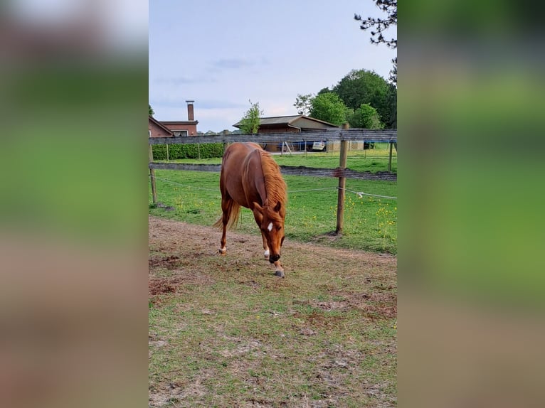 American Quarter Horse Wałach 9 lat 142 cm Kasztanowata in Uplengen