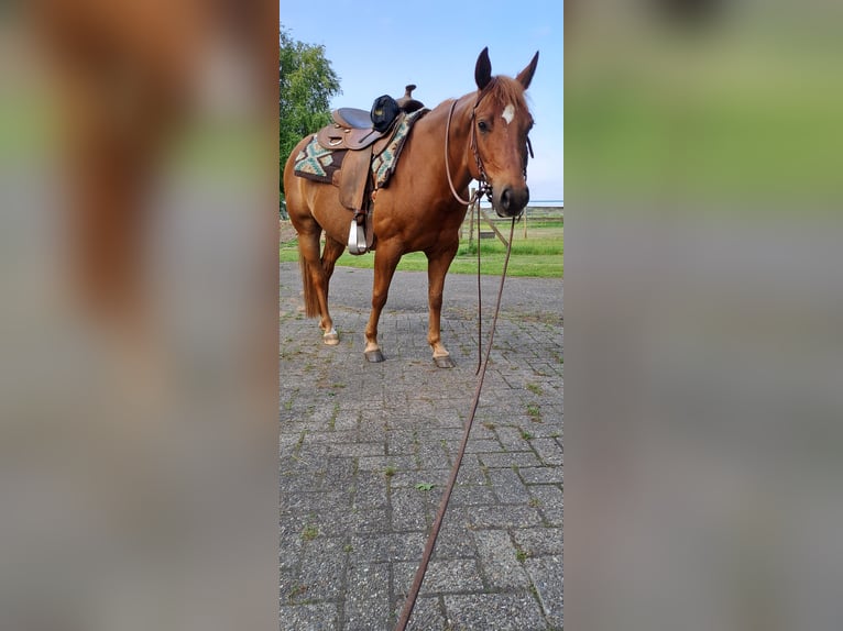 American Quarter Horse Wałach 9 lat 142 cm Kasztanowata in Uplengen