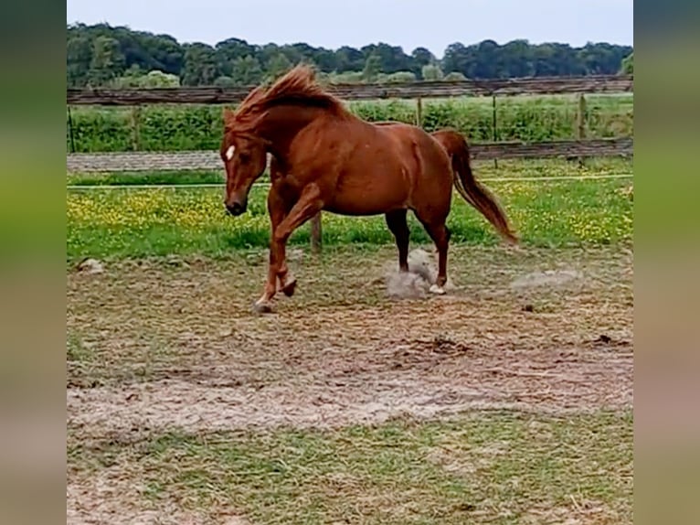 American Quarter Horse Wałach 9 lat 142 cm Kasztanowata in Uplengen
