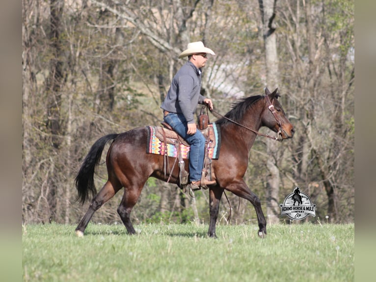 American Quarter Horse Wałach 9 lat 143 cm Gniadodereszowata in Mount Vernon