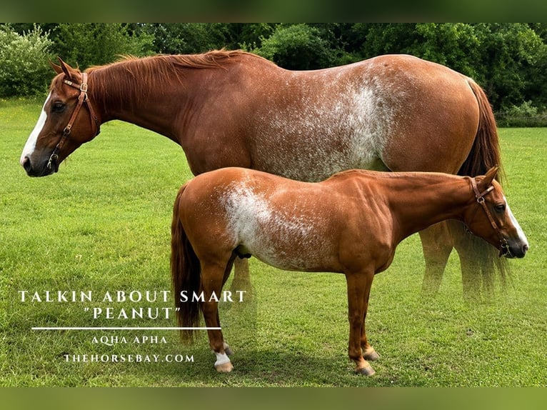 American Quarter Horse Wałach 9 lat 145 cm Cisawa in Blairstown, NJ