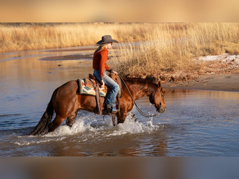 American Quarter Horse Wałach 9 lat 145 cm Cisawa in Canyon