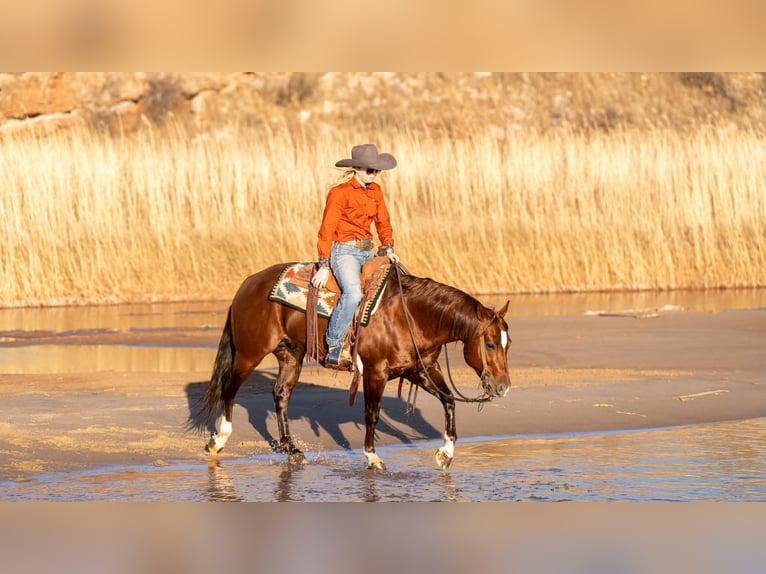 American Quarter Horse Wałach 9 lat 145 cm Cisawa in Canyon