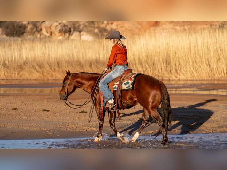 American Quarter Horse Wałach 9 lat 145 cm Cisawa in Canyon