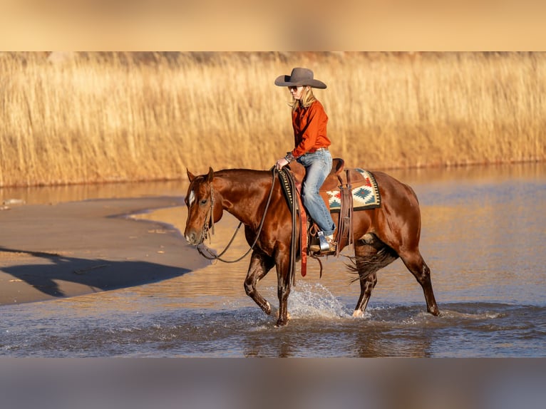 American Quarter Horse Wałach 9 lat 145 cm Cisawa in Canyon