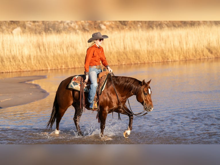 American Quarter Horse Wałach 9 lat 145 cm Cisawa in Canyon