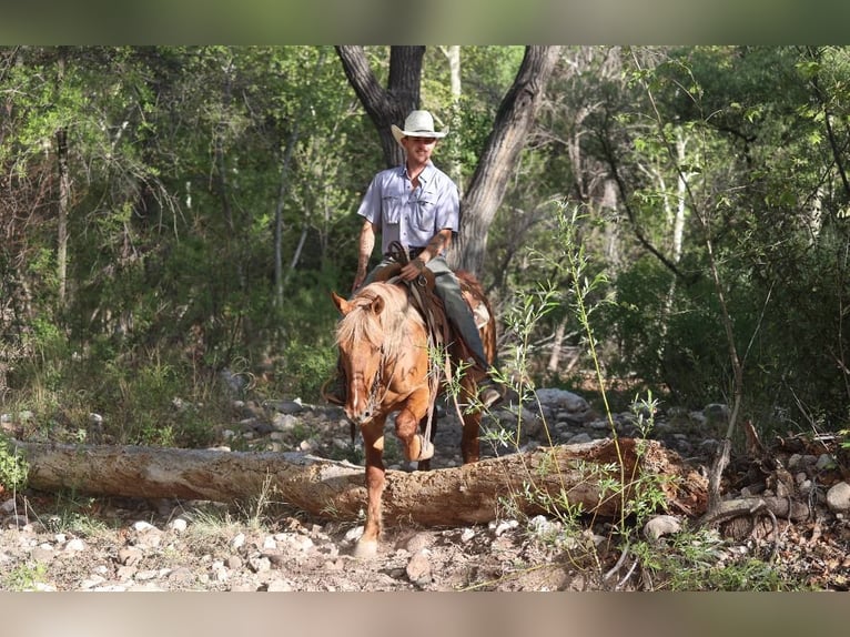 American Quarter Horse Wałach 9 lat 145 cm Cisawa in Camp Verde AZ
