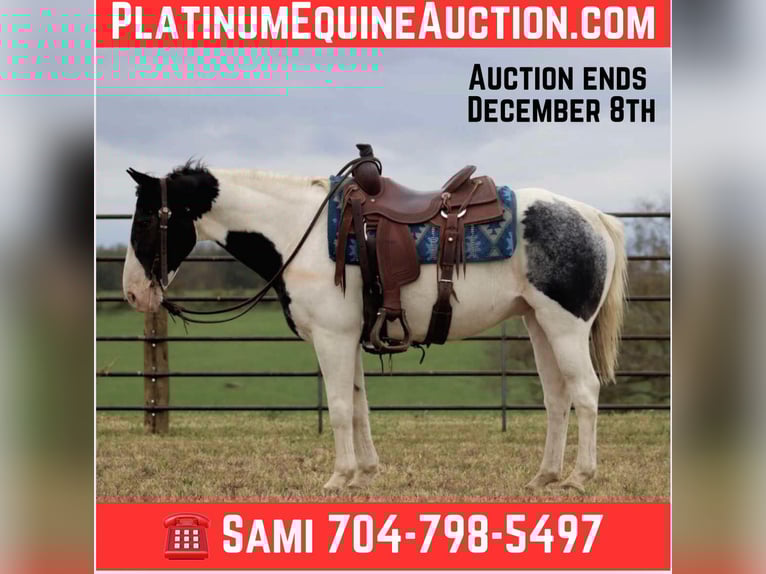 American Quarter Horse Wałach 9 lat 145 cm Karodereszowata in Brooksville KY