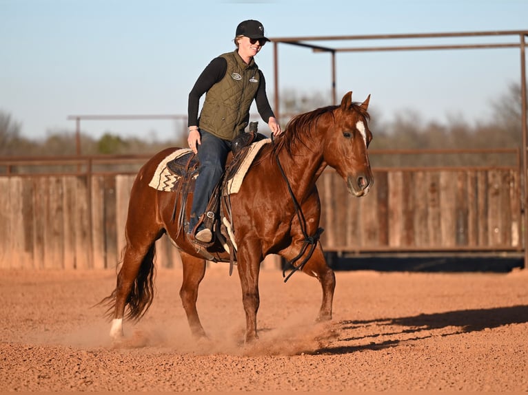 American Quarter Horse Wałach 9 lat 147 cm Cisawa in Waco