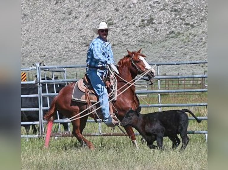 American Quarter Horse Wałach 9 lat 147 cm Cisawa in Dubois
