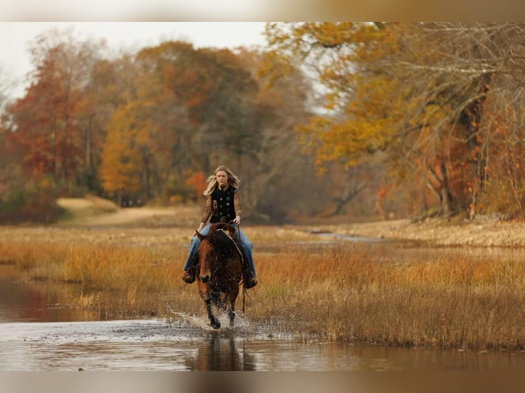 American Quarter Horse Wałach 9 lat 147 cm Gniada in Quitman