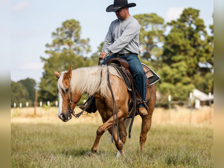 American Quarter Horse Wałach 9 lat 147 cm Izabelowata in Troy