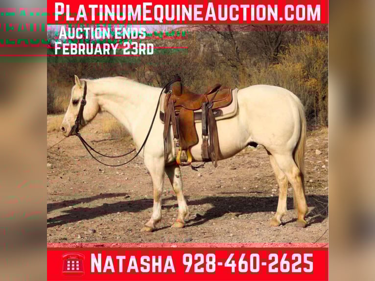 American Quarter Horse Wałach 9 lat 147 cm Izabelowata in Camp Verde AZ