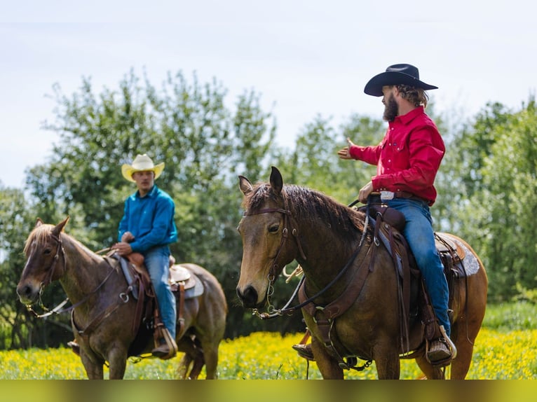 American Quarter Horse Wałach 9 lat 147 cm Jelenia in Cherryville