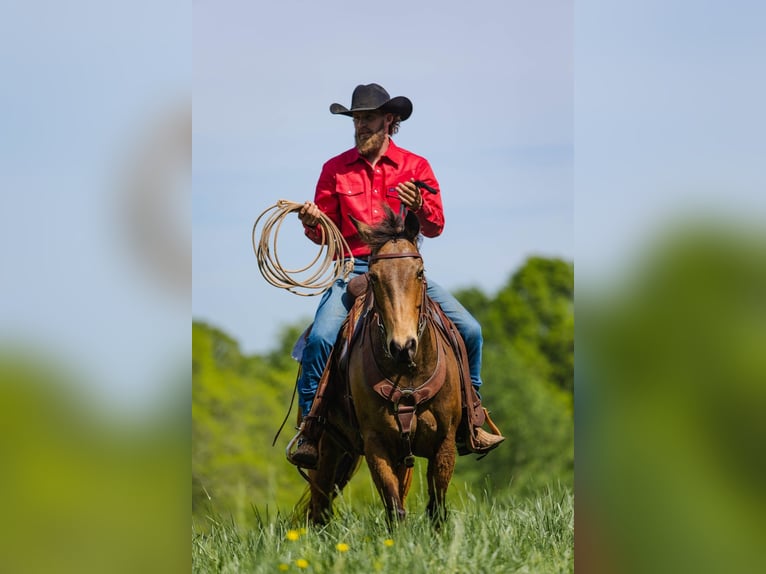American Quarter Horse Wałach 9 lat 147 cm Jelenia in Cherryville