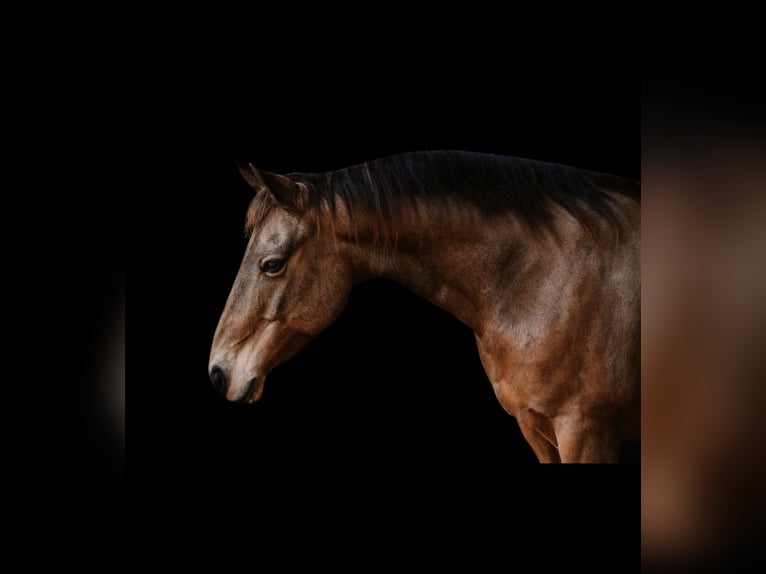 American Quarter Horse Wałach 9 lat 147 cm Jelenia in Cherryville