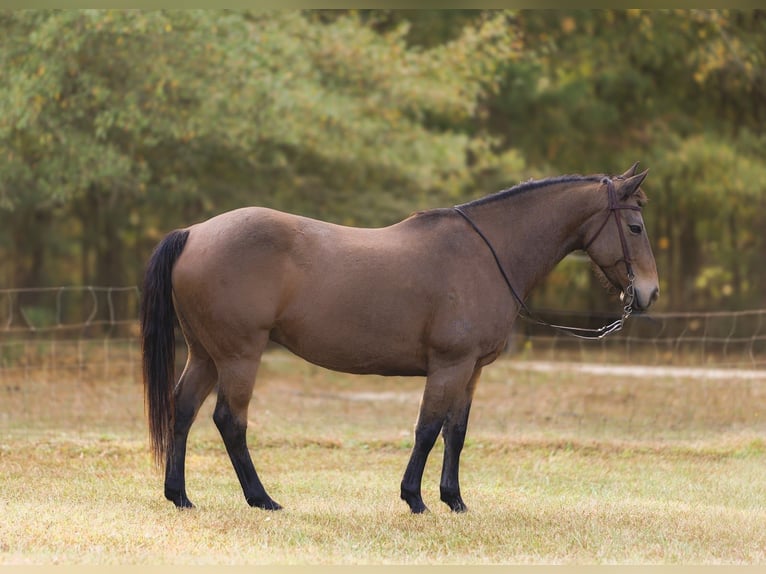 American Quarter Horse Wałach 9 lat 147 cm Jelenia in Cherryville