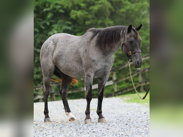 American Quarter Horse Wałach 9 lat 147 cm Karodereszowata in New Holland