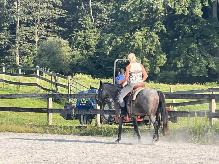 American Quarter Horse Wałach 9 lat 147 cm Karodereszowata in New Holland